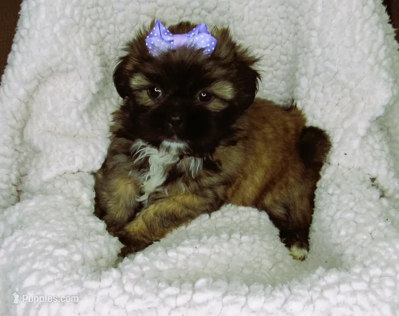Brindle Beauty Female - CKC Reg - Shih Tzu – Shih Tzu puppy for sale in Lewisburg, TN