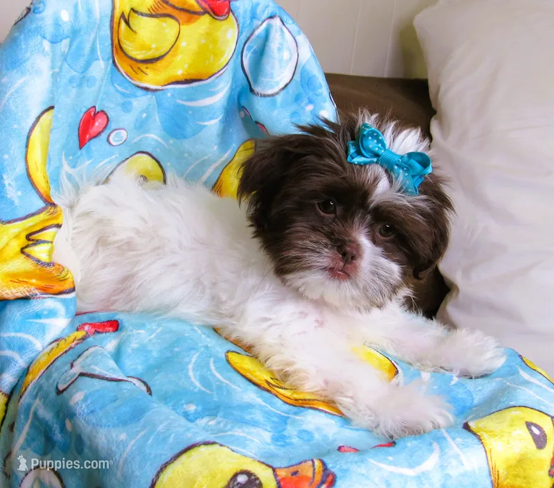 Gorgeous White and Dark Auburn Liver Female - CKC Reg - Shih Tzu – Shih Tzu puppy for sale in Lewisburg, TN