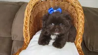 (PENDING) Dark Auburn Male w/White Chest - CKC Reg - Shih Tzu, a male Shih Tzu for sale in Lewisburg, TN – 6 of 10