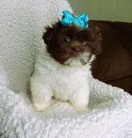Dark Chocolate and White Female - CKC Reg - Shih Tzu, a female Shih Tzu for sale in Lewisburg, TN – 2 of 5