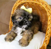 (PENDING) Brindle Beauty Female - CKC Reg - Shih Tzu, a female Shih Tzu for sale in Lewisburg, TN – 4 of 8