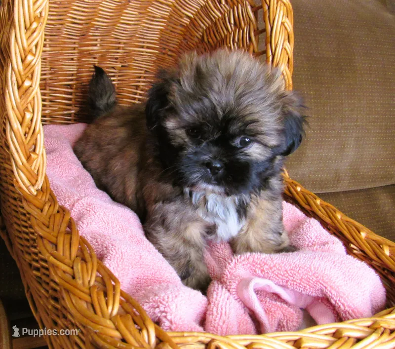 Brindle Beauty Female - CKC Reg - Shih Tzu – Shih Tzu puppy for sale in Lewisburg, TN