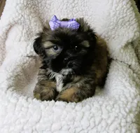 Brindle Beauty Female - CKC Reg - Shih Tzu, a female Shih Tzu for sale in Lewisburg, TN – 3 of 5