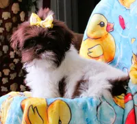 Stunning Dark Auburn and White Female - CKC Reg - Shih Tzu, a female Shih Tzu for sale in Lewisburg, TN – 8 of 10