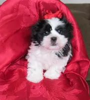 Stunning Black/White Shih Tzu Male - CKC - Ready, a male Shih Tzu for sale in Lewisburg, TN – 6 of 10