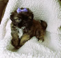Brindle Beauty Female - CKC Reg - Shih Tzu, a female Shih Tzu for sale in Lewisburg, TN – 2 of 5