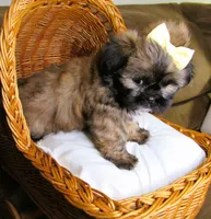 (PENDING) Brindle Beauty Female - CKC Reg - Shih Tzu, a female Shih Tzu for sale in Lewisburg, TN – 5 of 8