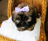 (PENDING) Brindle Beauty Female - CKC Reg - Shih Tzu, a female Shih Tzu for sale in Lewisburg, TN – 6 of 8