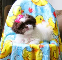 Gorgeous White and Dark Auburn Liver Female - CKC Reg - Shih Tzu, a female Shih Tzu for sale in Lewisburg, TN – 7 of 9