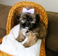 (PENDING) Brindle Beauty Female - CKC Reg - Shih Tzu, a female Shih Tzu for sale in Lewisburg, TN – 7 of 8