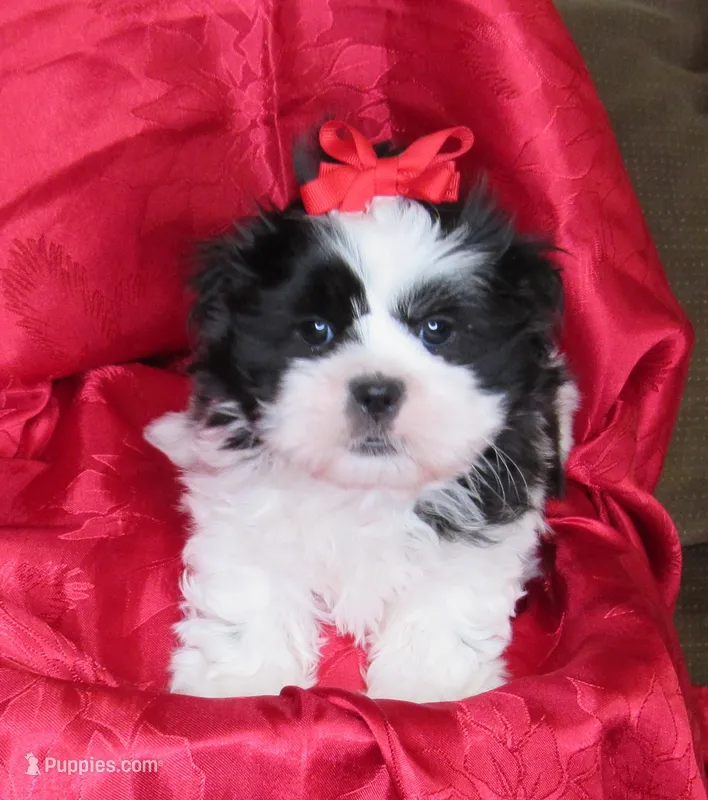Stunning Black/White Shih Tzu Male - CKC - Ready – Shih Tzu puppy for sale in Lewisburg, TN