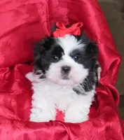 Stunning Black/White Shih Tzu Male - CKC - Ready, a male Shih Tzu for sale in Lewisburg, TN – 5 of 10