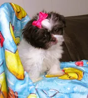 Gorgeous White and Dark Auburn Liver Female - CKC Reg - Shih Tzu, a female Shih Tzu for sale in Lewisburg, TN – 5 of 9