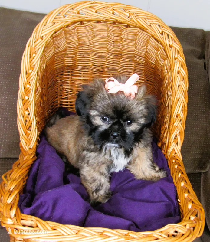 Brindle Beauty Female - CKC Reg - Shih Tzu – Shih Tzu puppy for sale in Lewisburg, TN