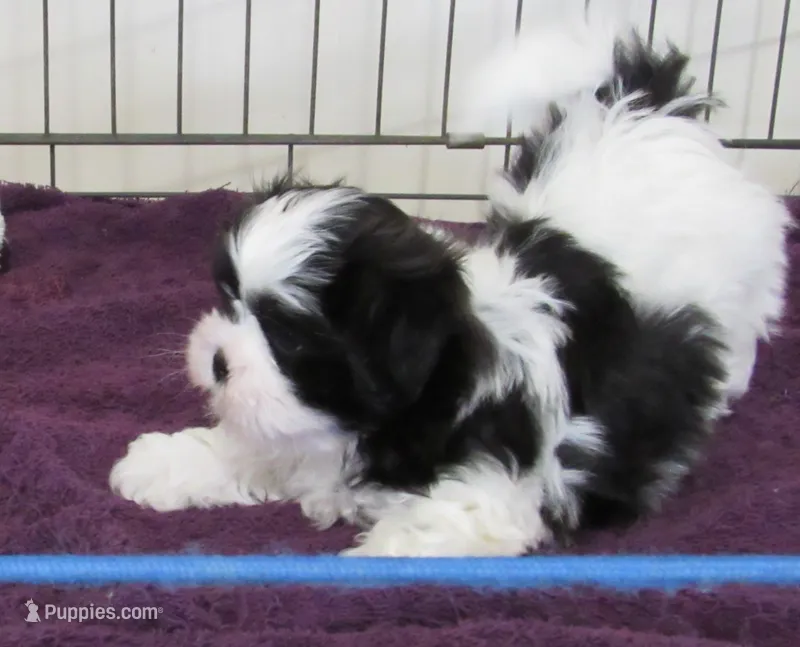 Stunning Black/White Shih Tzu Male - CKC - Ready – Shih Tzu puppy for sale in Lewisburg, TN
