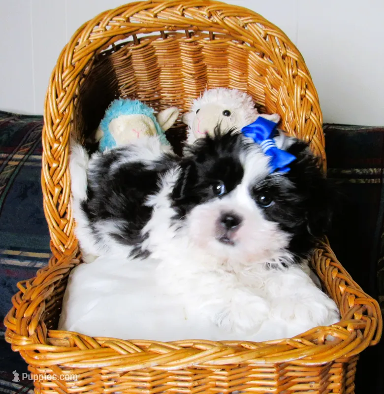 Stunning Black/White Shih Tzu Male - CKC - Ready – Shih Tzu puppy for sale in Lewisburg, TN