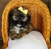 (PENDING) Brindle Beauty Female - CKC Reg - Shih Tzu, a female Shih Tzu for sale in Lewisburg, TN – 3 of 8