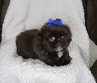 Dark Chocolate Male w/White Chest - CKC Reg - Shih Tzu, a male Shih Tzu for sale in Lewisburg, TN – 1 of 4
