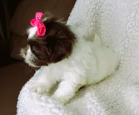 White and Dark Chocolate Female - CKC Reg - Shih Tzu, a female Shih Tzu for sale in Lewisburg, TN – 4 of 5