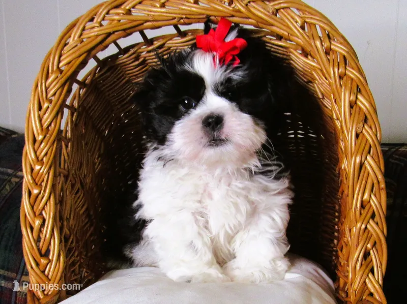 Stunning Black/White Shih Tzu Male - CKC - Ready – Shih Tzu puppy for sale in Lewisburg, TN