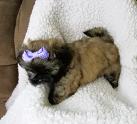 Brindle Beauty Female - CKC Reg - Shih Tzu, a female Shih Tzu for sale in Lewisburg, TN – 5 of 5