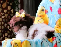 Stunning Dark Auburn and White Female - CKC Reg - Shih Tzu, a female Shih Tzu for sale in Lewisburg, TN – 9 of 10
