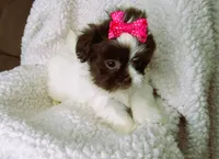 White and Dark Chocolate Female - CKC Reg - Shih Tzu, a female Shih Tzu for sale in Lewisburg, TN – 2 of 5