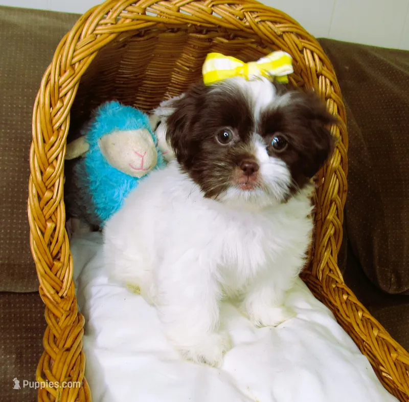 White and Dark Chocolate Female - CKC Reg - Shih Tzu – Shih Tzu puppy for sale in Lewisburg, TN