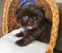 (PENDING) Dark Auburn Male w/White Chest - CKC Reg - Shih Tzu, a male Shih Tzu for sale in Lewisburg, TN – 2 of 10