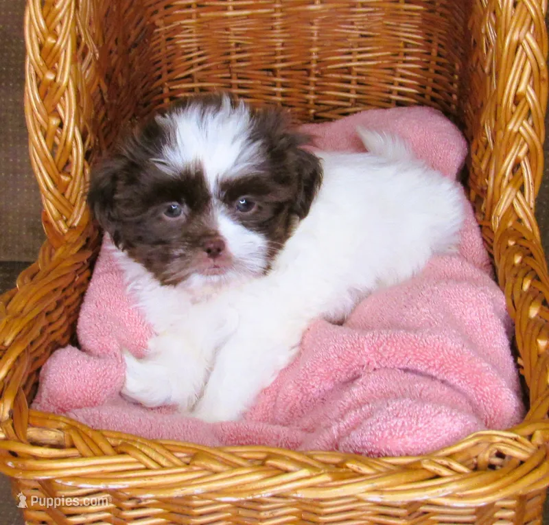 White and Dark Chocolate Female - CKC Reg - Shih Tzu – Shih Tzu puppy for sale in Lewisburg, TN