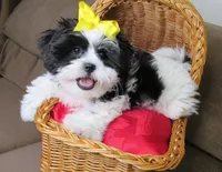 Black/White Shih Tzu Pup - Male - CKC - SMART - Knows Tricks, a male Shih Tzu for sale in Lewisburg, TN – 5 of 10