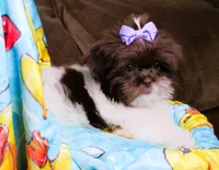 Stunning Dark Auburn and White Female - CKC Reg - Shih Tzu, a female Shih Tzu for sale in Lewisburg, TN – 4 of 10