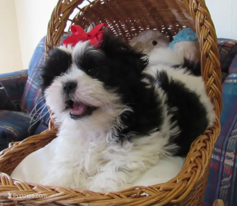 Stunning Black/White Shih Tzu Male - CKC - Ready – Shih Tzu puppy for sale in Lewisburg, TN