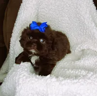 Dark Chocolate Male w/White Chest - CKC Reg - Shih Tzu, a male Shih Tzu for sale in Lewisburg, TN – 3 of 4