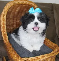 Black/White Shih Tzu Pup - Male - CKC - SMART - Knows Tricks, a male Shih Tzu for sale in Lewisburg, TN – 9 of 10