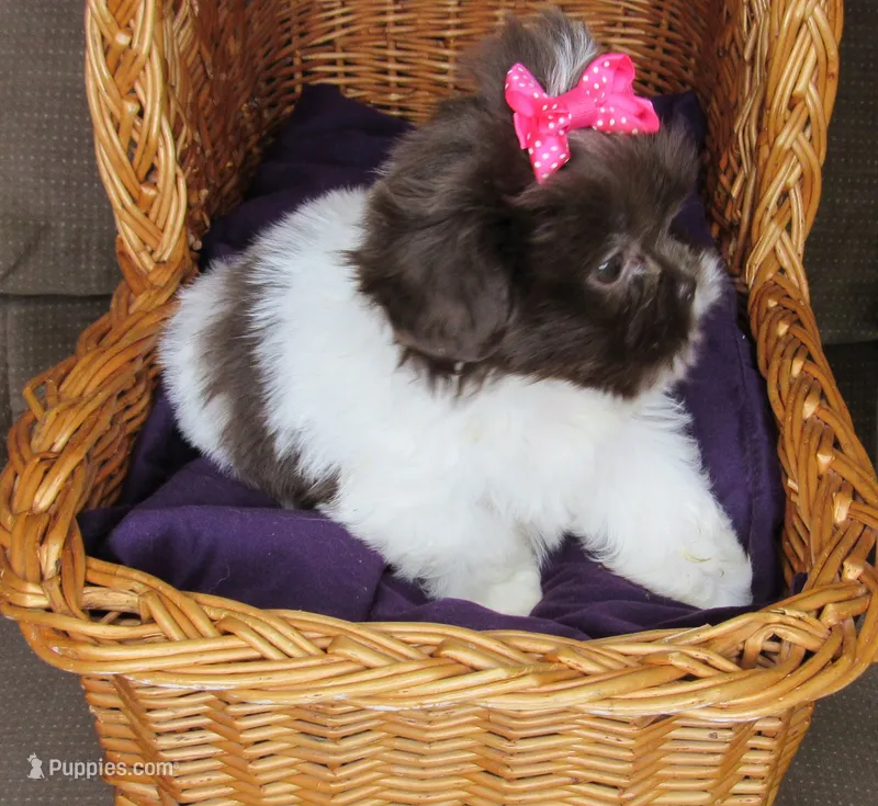 Dark Chocolate and White Female - CKC Reg - Shih Tzu – Shih Tzu puppy for sale in Lewisburg, TN