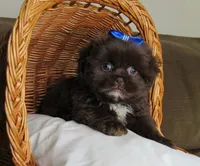(PENDING) Dark Auburn Male w/White Chest - CKC Reg - Shih Tzu, a male Shih Tzu for sale in Lewisburg, TN – 1 of 10