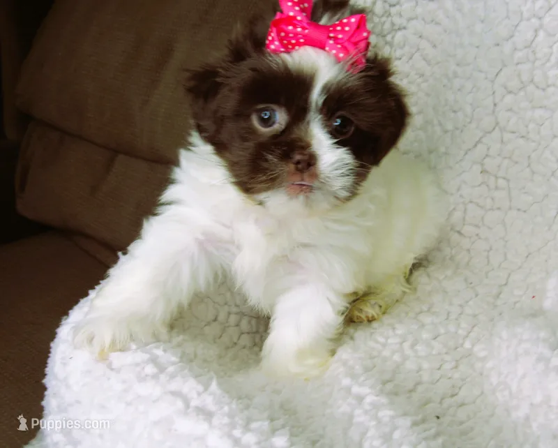 White and Dark Chocolate Female - CKC Reg - Shih Tzu – Shih Tzu puppy for sale in Lewisburg, TN