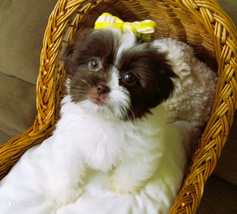 White and Dark Chocolate Female - CKC Reg - Shih Tzu – Shih Tzu puppy for sale in Lewisburg, TN