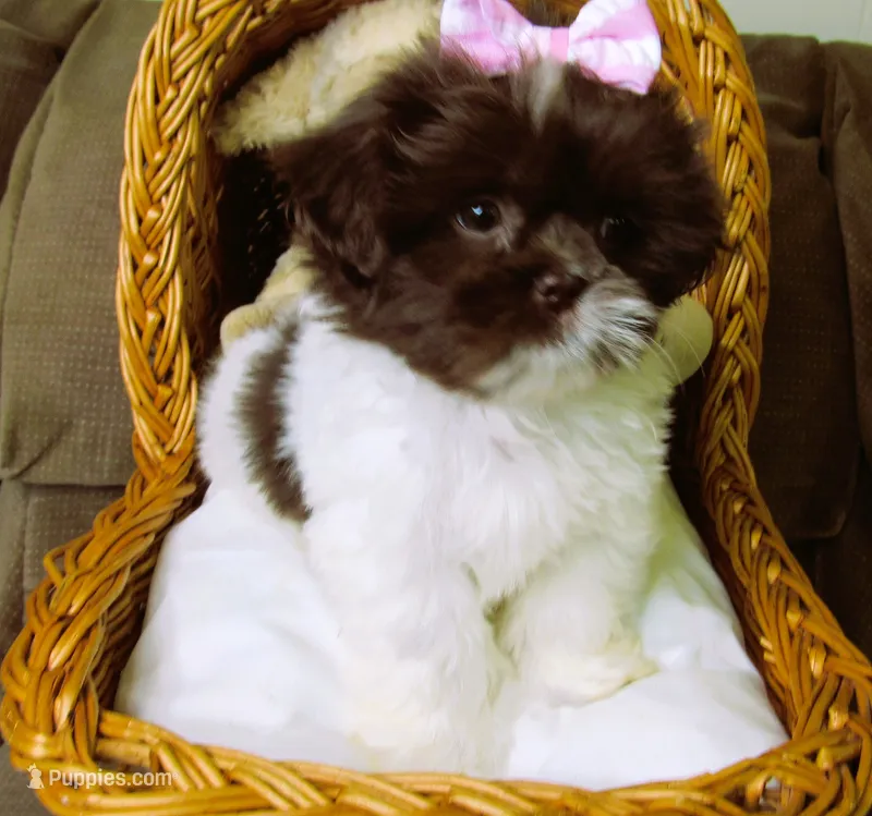 Dark Chocolate and White Female - CKC Reg - Shih Tzu – Shih Tzu puppy for sale in Lewisburg, TN