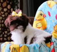 Stunning Dark Auburn and White Female - CKC Reg - Shih Tzu, a female Shih Tzu for sale in Lewisburg, TN – 7 of 10