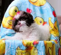 Gorgeous White and Dark Auburn Liver Female - CKC Reg - Shih Tzu, a female Shih Tzu for sale in Lewisburg, TN – 9 of 9