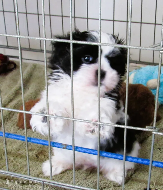Stunning Black/White Shih Tzu Male - CKC - Ready, a male Shih Tzu for sale in Lewisburg, TN – 1 of 10