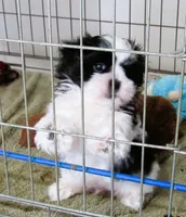 Stunning Black/White Shih Tzu Male - CKC - Ready, a male Shih Tzu for sale in Lewisburg, TN – 1 of 10