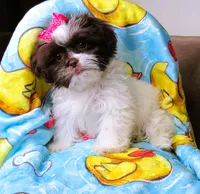 Gorgeous White and Dark Auburn Liver Female - CKC Reg - Shih Tzu, a female Shih Tzu for sale in Lewisburg, TN – 4 of 9