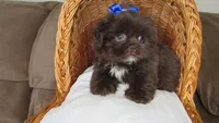 (PENDING) Dark Auburn Male w/White Chest - CKC Reg - Shih Tzu, a male Shih Tzu for sale in Lewisburg, TN – 7 of 10