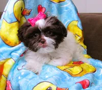Gorgeous White and Dark Auburn Liver Female - CKC Reg - Shih Tzu, a female Shih Tzu for sale in Lewisburg, TN – 2 of 9
