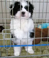 Stunning Black/White Shih Tzu Male - CKC - Ready, a male Shih Tzu for sale in Lewisburg, TN – 10 of 10