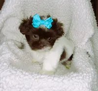 Dark Chocolate and White Female - CKC Reg - Shih Tzu, a female Shih Tzu for sale in Lewisburg, TN – 3 of 5