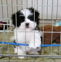 Stunning Black/White Shih Tzu Male - CKC - Ready, a male Shih Tzu for sale in Lewisburg, TN – 9 of 10